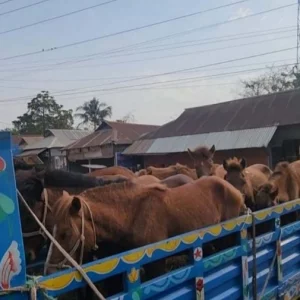 ঘোড়ার মাংস বিক্রির অভিযোগে ৫ জন আটক, ৯টি ঘোড়া উদ্ধার
