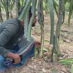 রাতের আঁধারে ১৩০০ ড্রাগন গাছ কেটে ফেলল দুর্বৃত্তরা