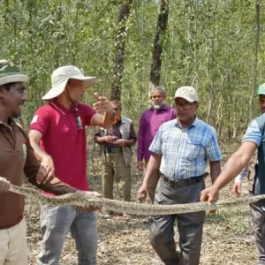 বরগুনায় ৯ ফুট লম্বা অজগর উদ্ধার, পরে বনে অবমুক্ত