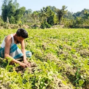 হালদা বাঁচাতে তামাক ছেড়ে বিপাকে কৃষক