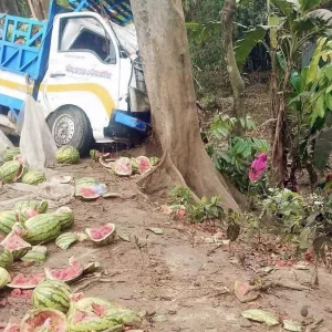 তরমুজবোঝাই পিকআপের নিয়ন্ত্রণ হারিয়ে ব্যবসায়ীর মৃত্যু