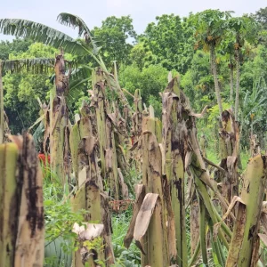 পাবনায় কৃষকের ১ হাজার কলাগাছ কেটে ফেললো দূর্বৃত্তরা 