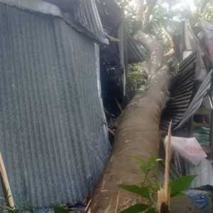 হঠাৎ ঝড়ে লন্ডভন্ড চাঁদপুরের ২৫ গ্রাম, বিদ্যুৎবিচ্ছিন্ন ৩ লাখ মানুষ
