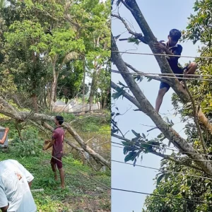 হঠাৎ ঝড়ে লন্ডভন্ড চাঁদপুরের ২৫ গ্রাম, বিদ্যুৎবিচ্ছিন্ন লাখো মানুষ