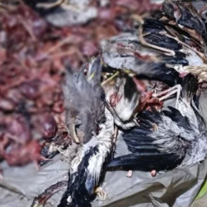 সাত বস্তা পরিযায়ী পাখি শিকার, সাবেক সেনা কর্মকর্তাসহ ৬ জনের দণ্ড