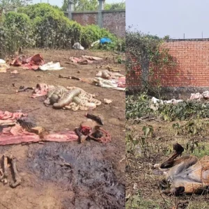পূর্বাচলে গরুর মাংস বলে বিক্রি করার জন্য ১২টি ঘোড়া জবাই, ২৫টি জীবিত উদ্ধার