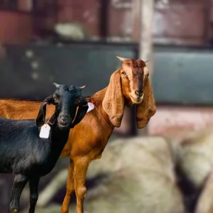 বাসের বাক্সে তীব্র গরমে দম বন্ধ হয়ে অর্ধশতাধিক ছাগলের মৃত্যু