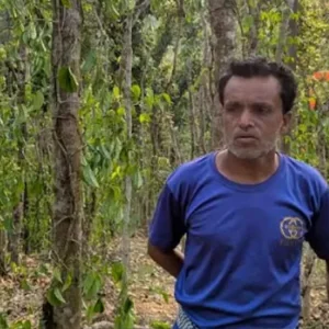 মৌলভীবাজারে সহস্রাধিক পান গাছ কেটে দিল দুর্বৃত্তরা