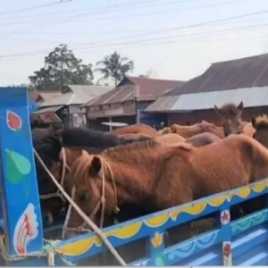 মালিককে না পেয়ে জব্দের ১৩ দিন পর নিলামে বিক্রি অবশিষ্ট ৮ ঘোড়া