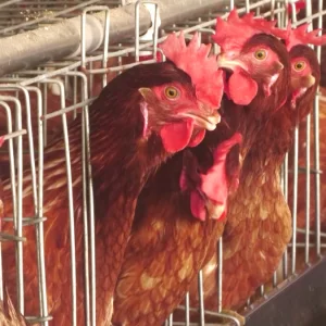 কম উৎপাদন আর বাড়তি চাহিদায় দাম বেড়েছে ব্রয়লার মুরগির