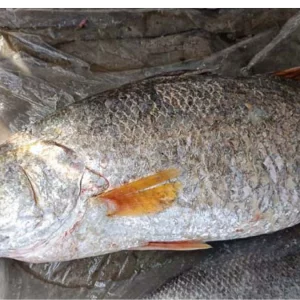 কুয়াকাটায় জেলের জালে ২৩ কেজির কোরাল, ৩০ হাজারে বিক্রি