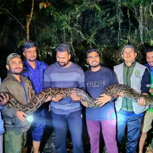 ১৪ ফুট লম্বা অজগর উদ্ধার, লাউয়াছড়ায় অবমুক্ত