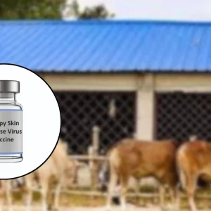 বাগেরহাটে ভ্যাকসিনের মজুদ শেষ, ভাইরাসে দিশেহারা খামারি