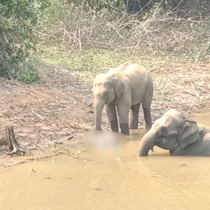 মানুষের তাড়া খেয়ে গর্তে পড়ে মরলো শাবক, পাশেই কাঁদছে মা হাতি