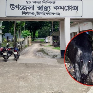 চাঁপাইনবাবগঞ্জে শূকরের আক্রমণে একজনের অবস্থা গুরুতর, আহত ৪