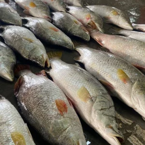 এক জালেই ধরা পড়ল ৪০ কোরাল, বিক্রি প্রায় ২ লাখে