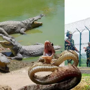 বাংলাদেশ সীমান্তের নদীতে কুমির ও সাপ ছাড়তে চায় ভারত