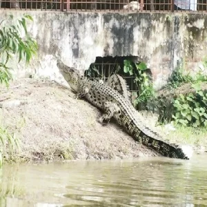 টেংরাগিরী কুমির প্রজনন কেন্দ্রে ১৩ বছরেও বাঁচেনি কোনো শাবক