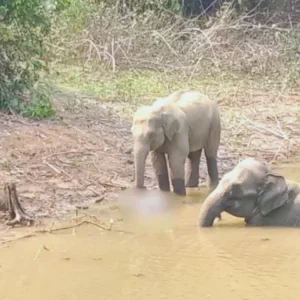 ‘মৃত হাতির শাবকটি অসুস্থতায় নয় বরং হত্যার শিকার হয়েছে’