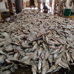 বঙ্গোপসাগরে একবারেই জালে উঠে এলো ১০১ মণ ইলিশ!