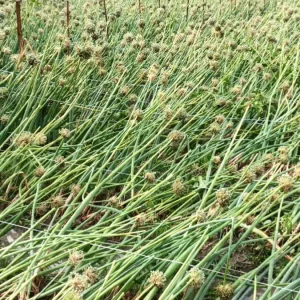 রাজশাহীতে শিলাবৃষ্টিতে আম ও ফসলের ব্যাপক ক্ষতি