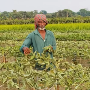 পূর্ব শত্রুতার জেরে রাতের আধাঁরে কেটে দিলো কৃষকের ক্ষেতের সব পটল গাছ