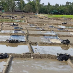 কালবৈশাখীর ঝড়ে লণ্ডভণ্ড পেকুয়া-কুতুবদিয়ার লবণ মাঠ