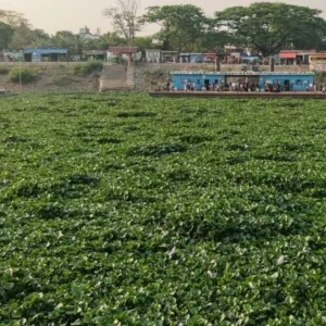 কচুরিপানায় ভরে গেছে মেঘনা নদী, ব্যহত নৌ-চলাচল