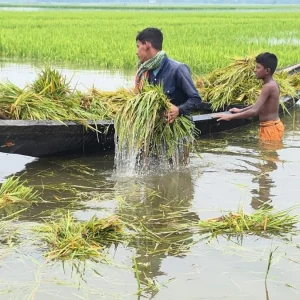 হাওরে পানিতে তলিয়ে যাওয়ায় কাঁচা ধান কাটতে বাধ্য হচ্ছেন কৃষক
