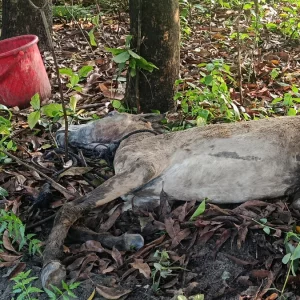 গজারিয়ায় পরিত্যক্ত ঘরে ১৩ ঘোড়া জবাই, জীবিত উদ্ধার এক