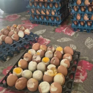 চাঁদপুরে ‘মিড-ডে মিলে’ পচা ডিম, শিক্ষার্থীদের ক্ষোভ