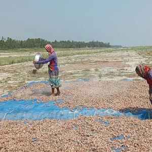 দুশ্চিন্তায় পেঁয়াজ চাষিরা