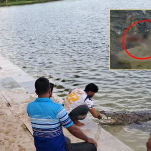 জিডি, তদন্ত কমিটির পর সেই কুকুরের পোস্টমর্টেম