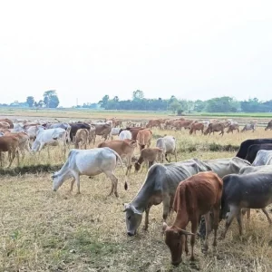 মাঠে বসবাস, সেখানেই দুধ বিক্রি: প্রাকৃতিকভাবে পালিত গাভীই যাদের আয়ের উৎস