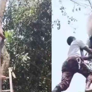 ডাল কাটতে গাছের আগায় উঠে অচেতন শ্রমিক, উদ্ধারে ফায়ার সার্ভিস