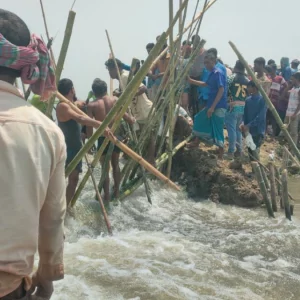হাওরে বাঁধ ভেঙে হু হু করে ঢুকছে পানি, ফসল নিয়ে দিশেহারা কৃষক