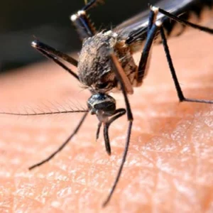 অন্ধকারেও নিখুঁতভাবে মানুষ খুঁজে পায় মশা