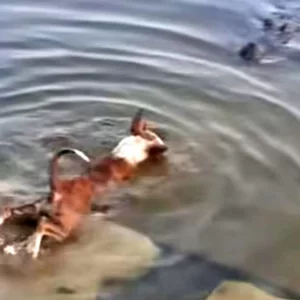 প্রাণীর প্রতি নিষ্ঠুরতার শাস্তি বাড়াতে সরকারকে আইনি নোটিশ