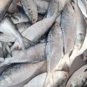 ইলিশের আগুন দাম: খুলনায় কেজি ৪ হাজার ছাড়াল