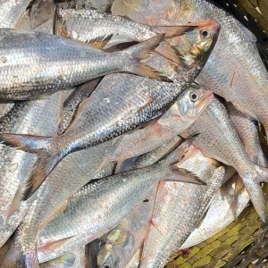 বর্ষবরণে ইলিশের দামে রেকর্ড, মণপ্রতি ৩ লাখ ছাড়াল