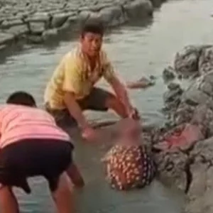 মিরসরাইয়ে চিত্রা হরিণ জবাইয়ের ঘটনায় তিনজন শনাক্ত