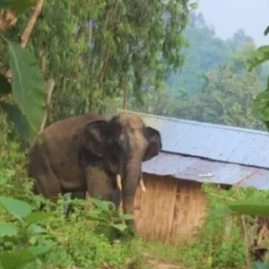ধান পাহারায় থাকা কৃষককে শুঁড়ে তুলে আছড়ে মারলো হাতি