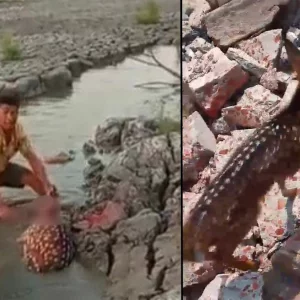 হরিণ জবাইয়ের ভিডিও ভাইরাল, কয়েক কিলোমিটার দূরে মিললো শাবক