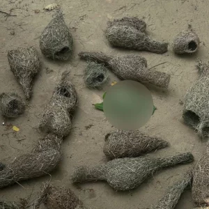 চট্টগ্রামে ধান খাওয়ায় মেরে ফেলা হলো বাবুই পাখির ৩০ বাচ্চা