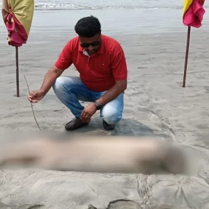 কচ্ছপের পর কুয়াকাটায় এবার ভেসে এলো মৃত ডলফিন