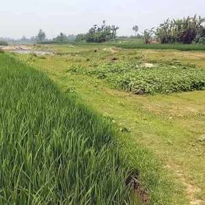 এক সময়ের প্রবাহমান ঝাড়কাটা নদী এখন ফসলের মাঠ