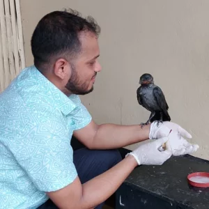 চিকিৎসা নিতে পশু হাসপাতালে উড়ে এলো অসুস্থ কাক