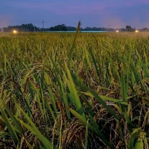 দিরাইয়ের হাওরে পাকা পাকা ধান নিয়ে শঙ্কায় কৃষক