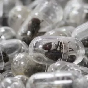 জীবিত পিঁপড়া পাচারের চেষ্টা: কেনিয়ায় চীনা নাগরিককে জরিমানাসহ ১ বছর কারাদণ্ড