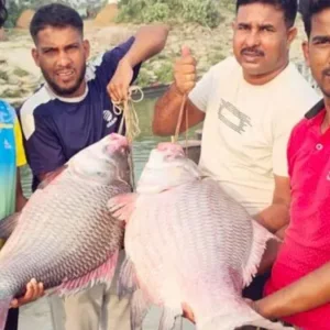 দৌলতদিয়ায় দুই কাতল বিক্রি ৯১ হাজার ৫০০ টাকায়